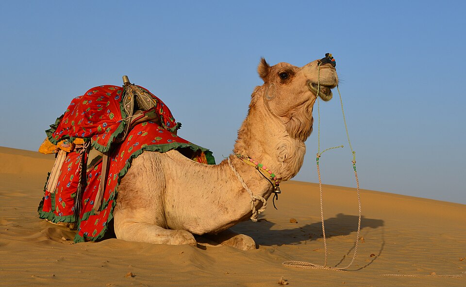 A decorated dromedary camel resting on desert sand