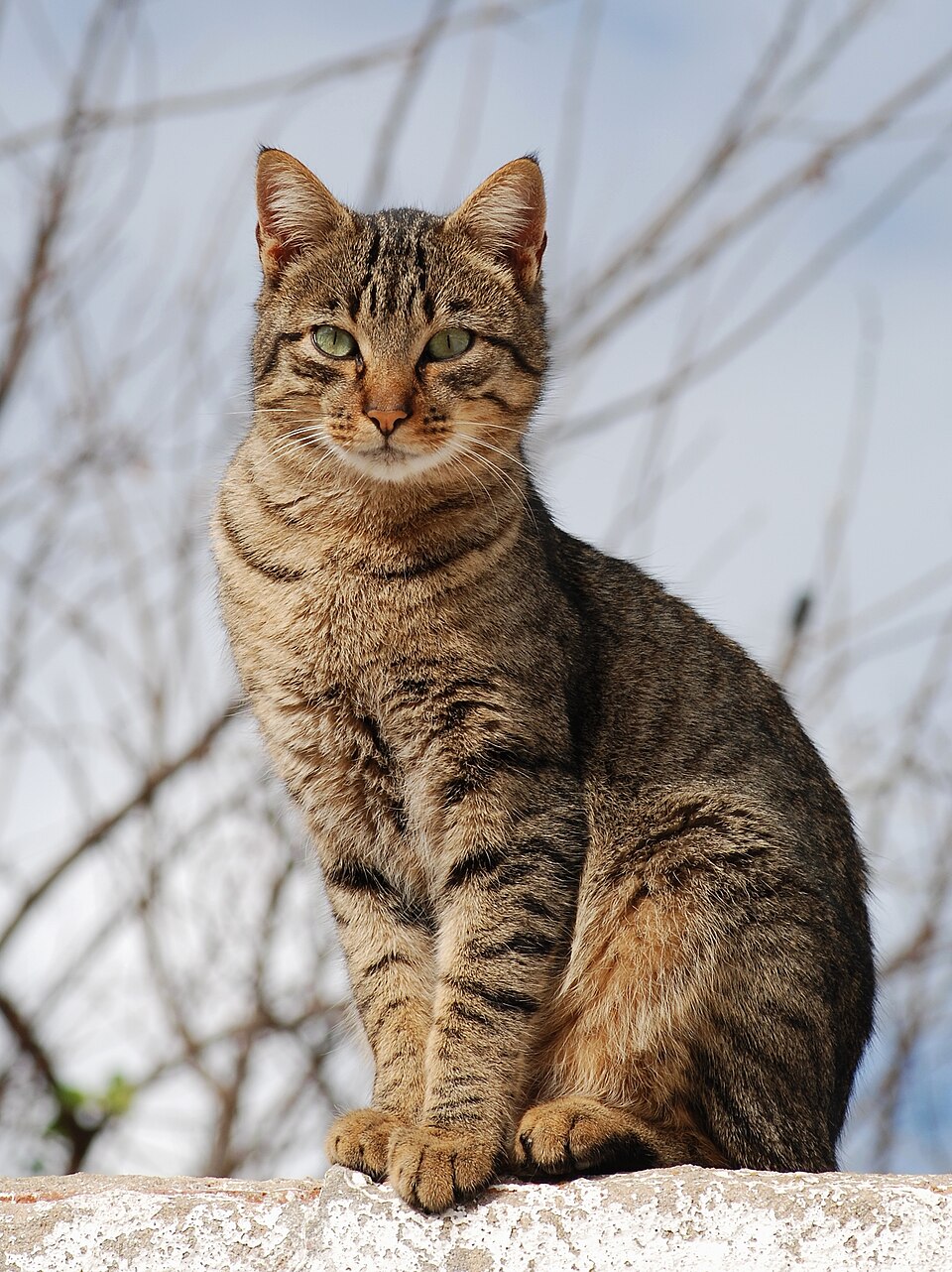 A striped tabby cat sitting in snow
