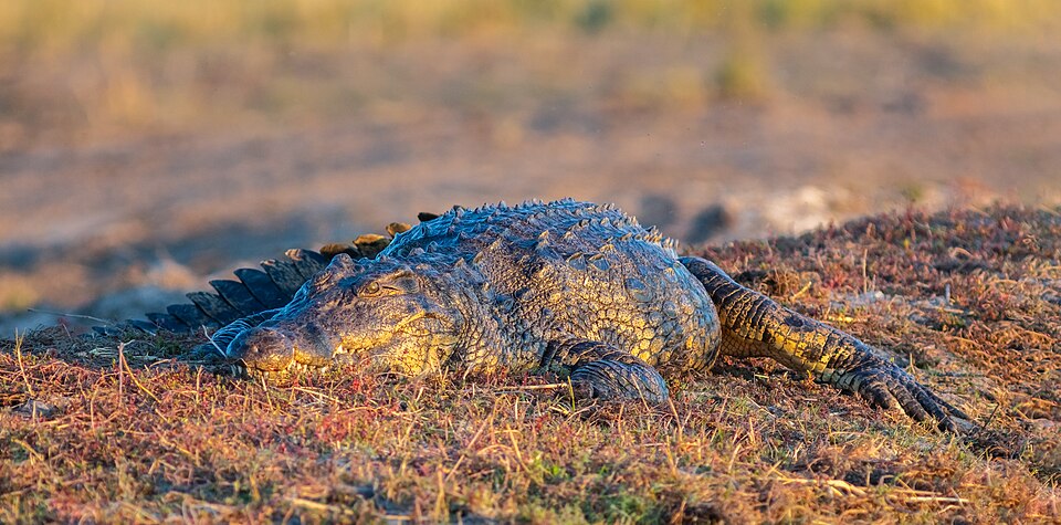 A Nile crocodile resting in golden grass