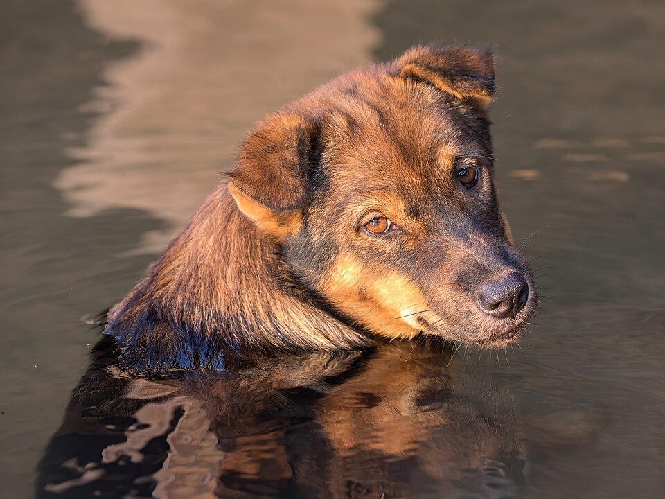 A brown dog looking toward the camera in warm water