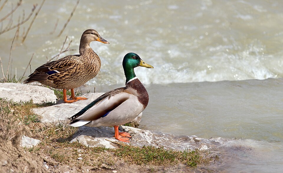 A female and male mallard standing together at the water's edge