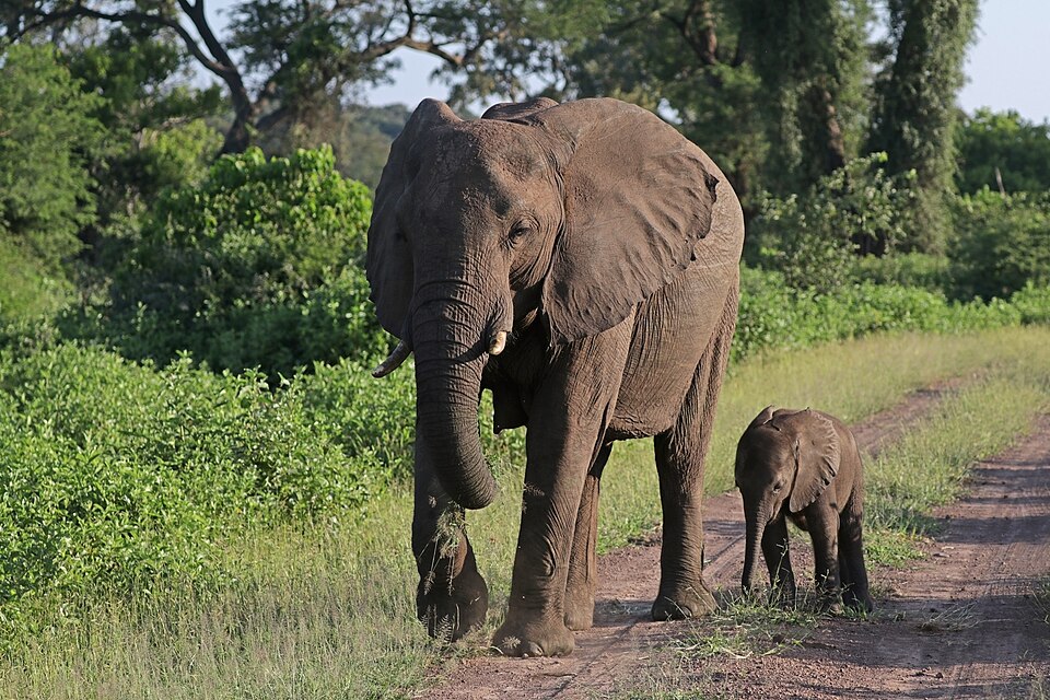 An African elephant walking with a young calf through green bush