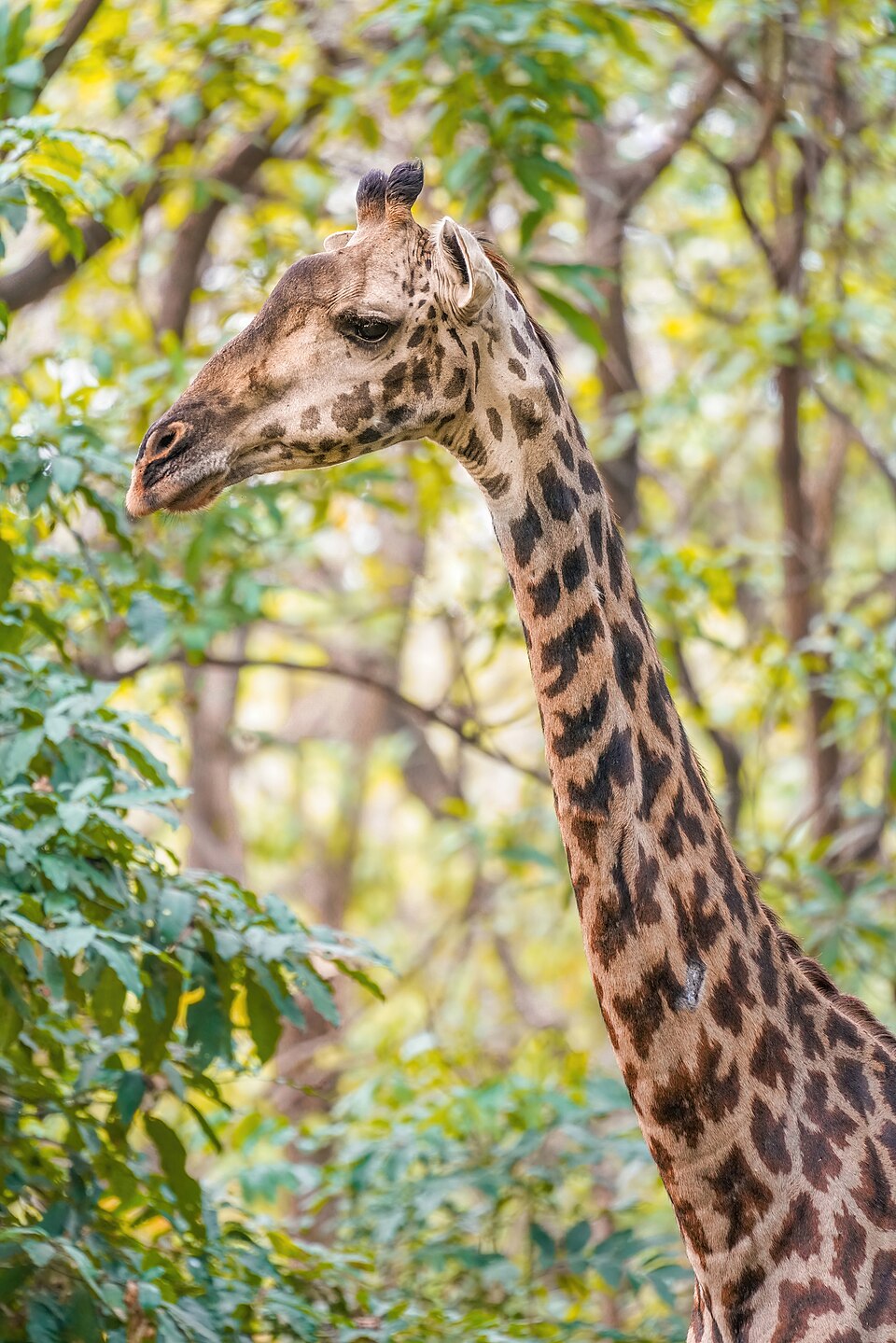 A giraffe portrait framed by leafy trees