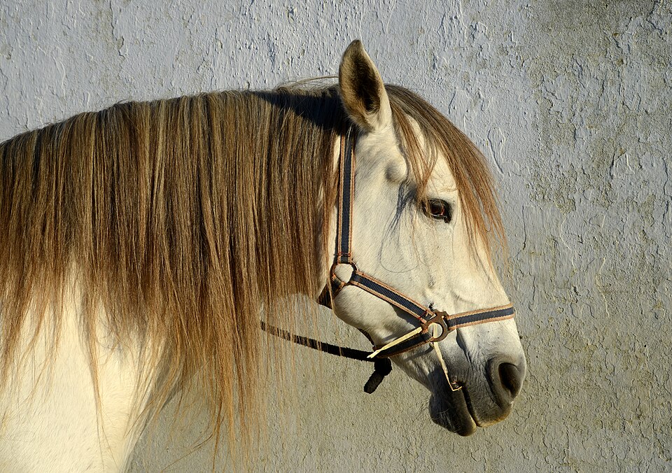 A white and brown horse standing beside a pale wall