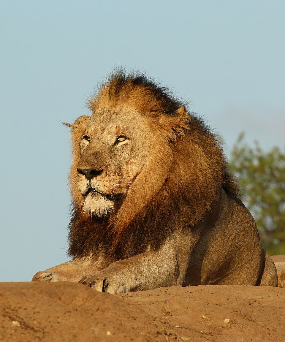 A male lion resting in warm evening light