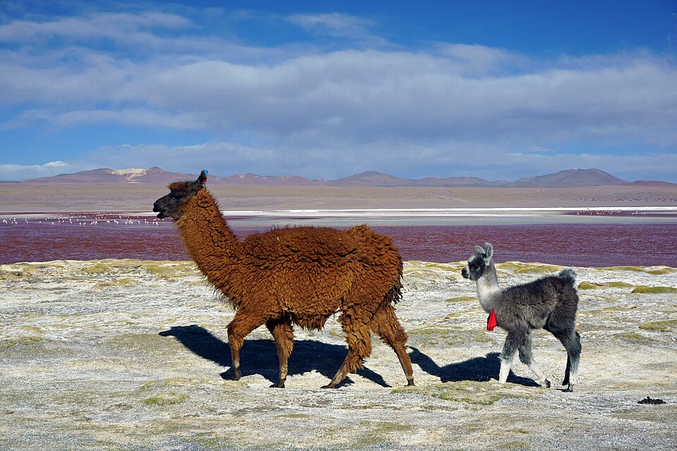 Two llamas walking beside a colorful high-altitude lake