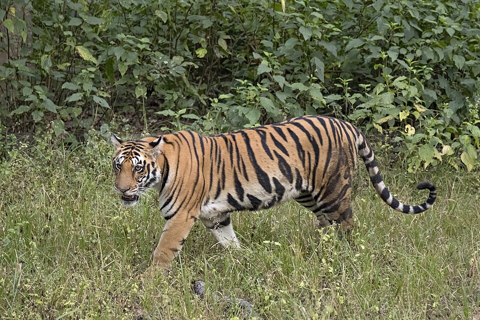 A Bengal tiger walking through green forest grass